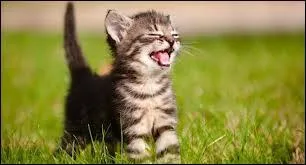 Les cris du chat sont les -----------.