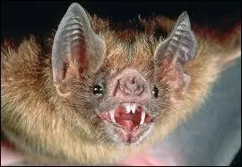 La chauve-souris produit ---------------.