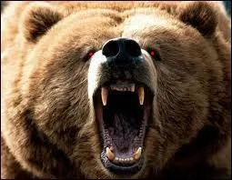 Que pousse l'ours ?