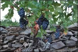 Mais oui, des vins de la vallée de la Bekaa, il y en a de très bons.
Assemblage de cépage ------------, Grenache et la Syrah. En France, ce cépage est cultivé en Languedoc-Roussillon.