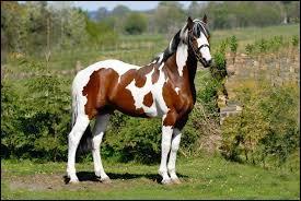 Comment appelle-t-on la couleur du cheval ?