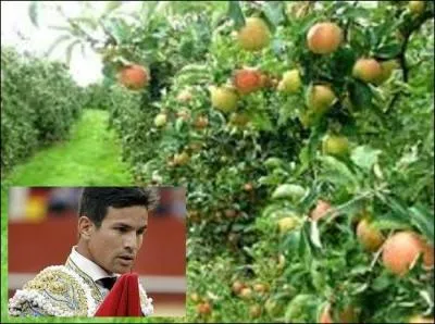 On le nommait Manzanares, il fut un célèbre matador entre 1969 et 2006. Quelle est la traduction de son surnom ?