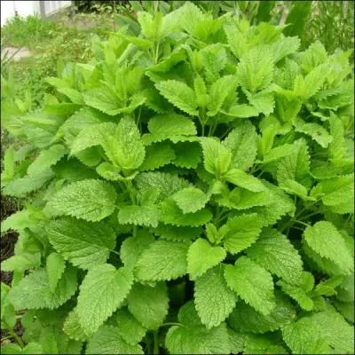 Cette plante est, quant à, elle connue depuis la Grèce antique et utilisée pour ses bienfaits contre le stress, l'insomnie et le surmenage. Il s'agit donc de...