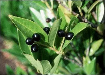 Cette plante connaît une grande toxicité à l'état naturel, elle peut si elle est ingérée se transformer en cyanure dans l'organisme. Elle est utilisée en homéopathie dans le traitement de la toux, mais aussi pour soigner les états grippaux et pour calmer les fièvres. De qui s'agit-il ?