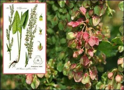 Celle-ci est réputée pour soigner l'acné, l'eczéma, le psoriasis ou la constipation légère. De quelle plante s'agit-il ?