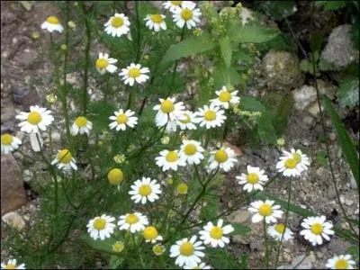 Cette plante est utilisée depuis l'Antiquité pour faire baisser la fièvre et diminuer les courbatures... Quel est son nom ?