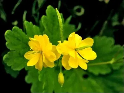 Elle a une propension à soigner les verrues, d'où son nom "d'herbe à verrues". Elle soigne aussi les pathologies oculaires diverses. Quelle est-elle ?