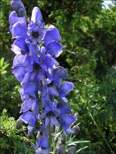 Cette plante a des propriétés médicinales sédatives des douleurs, elle calme les névralgies, la sciatique et les migraines ; mais de qui s'agit-il ?