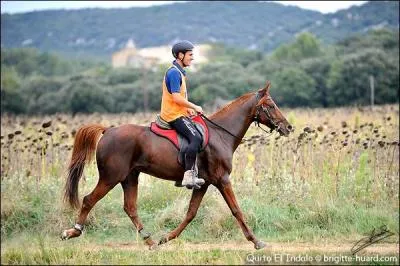 Quelle est cette discipline ?