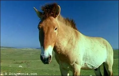Quelle est la race qui n'a jamais été domestiquée par l'homme ?