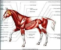 Combien le cheval possède-t-il de muscles ?