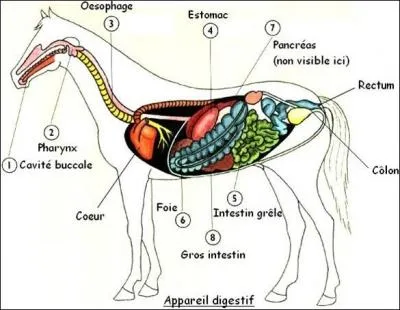 Chez le cheval, le côlon se situe sous le rectum :