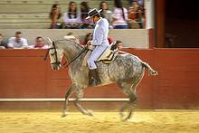 Quiz Chevaux