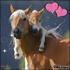 De quelle race est ce cheval ?