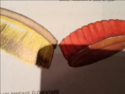 Quelle est cette brosse ?