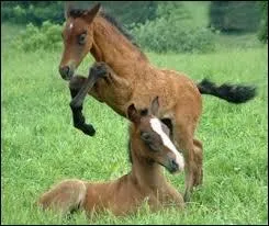 Quel est cet animal ?