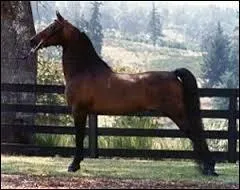 Quel est cette merveille ?