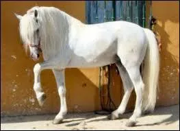 Quelle est la race de ce cheval ?