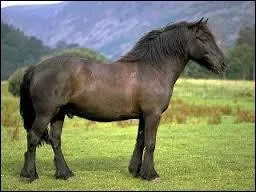 Quelle est la race de ce drôle de poney ?
