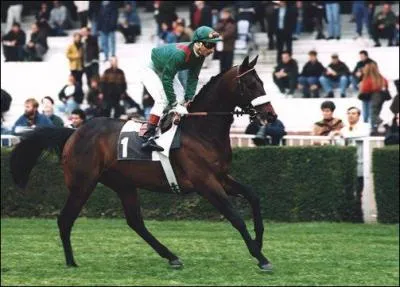Quelle est la race de ce cheval de course ?