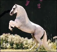 Ce grand cheval de dressage ne connaît pas sa race, toi, la connais-tu ?