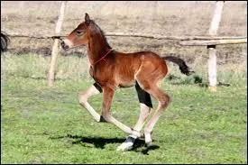 Ce poulain n'est pas intelligent, il ne sait pas sa race, et vous ?