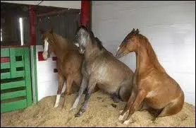 Connais-tu la race de ces 3 copains ?