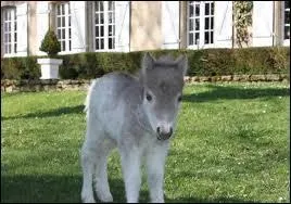Ce poulain aussi est fou, il ne connaît pas sa race, aide-le