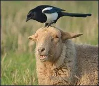 Sonnet d'Alfred de Musset à compléter : "Que j'aime le premier frisson d'hiver ! Quand vient ... aux champs que le foin vert embaume"