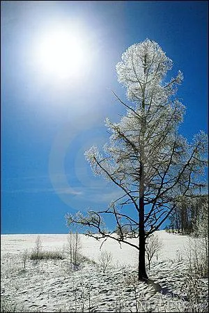 Quel est le nom de ce "Pin de Briançon" ? Quelle particularité a-t-il ?