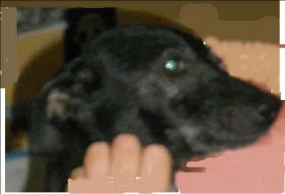 C'est de cette petite pinscher en photo dont la maîtresse s'appelle Poucette, que nous fêtons l'anniversaire ! Elle porte le nom d'une civilisation précolombienne qui occupa les territoires correspondant actuellement à une partie du sud du Mexique, au Belize, au Guatemala, au Honduras et au Salvador. (Pour vous aider elle porte aussi le nom d'une abeille ...)