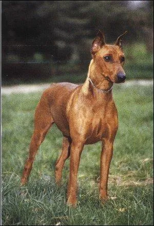 D'où vient le pinscher ?