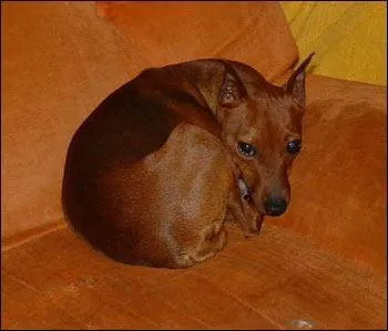 Il existe deux tailles de pinscher, quel est le poids du pinscher nain ?