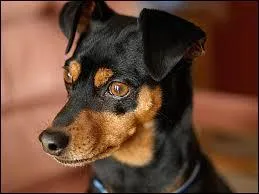 Combien pèse un pinscher moyen ?