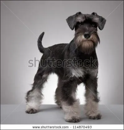 Le pinscher est de la famille des schnauzers :