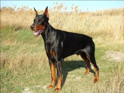Le pinscher est de la famille du dobermann :
