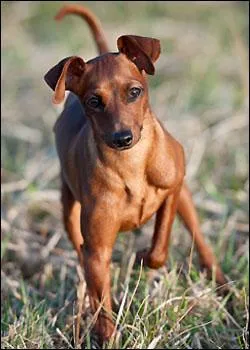 Les pinschers sont réputés pour avoir un caractère :