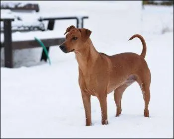 Le pinscher est un chien :