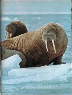 Samuel Morse a créé un système de transmission de textes à l'aide de signaux courts ou longs. Comment lance-t-on un SOS en morse ?