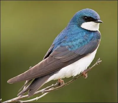 Quel est cet oiseau ?