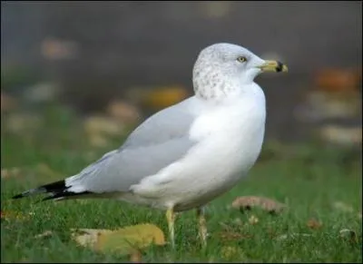 Quel est cet oiseau ?