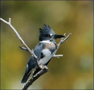 Quel est cet oiseau ?