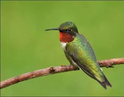 Quel est cet oiseau ?