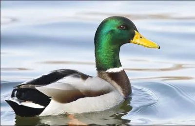 Quel est cet oiseau ?