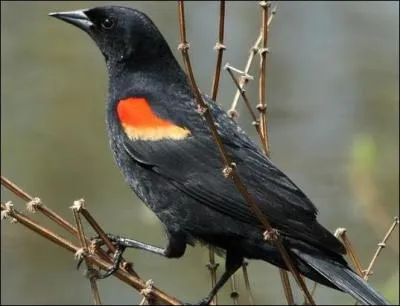 Quel est cet oiseau ?