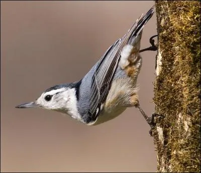 Quel est cet oiseau ?