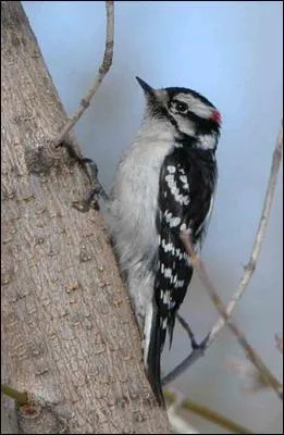 Quel est cet oiseau ?