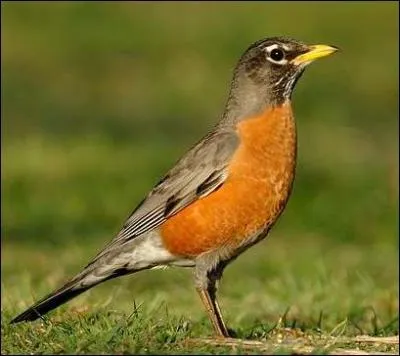 Quel est cet oiseau ?