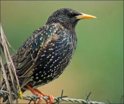 Quel est cet oiseau ?