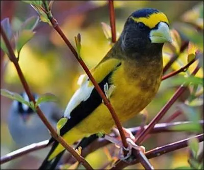 Quel est cet oiseau ?